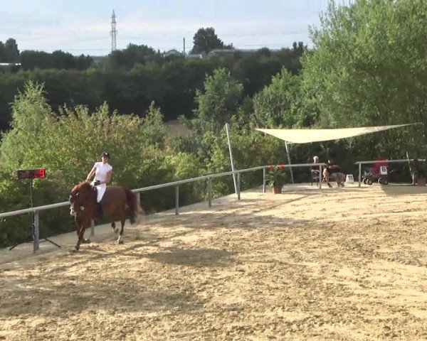 Reit- und Springturnier RSV Püttlingen 2014