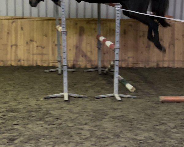 horse Young horses (German Sport Horse, 2018, from Comme il Faut)