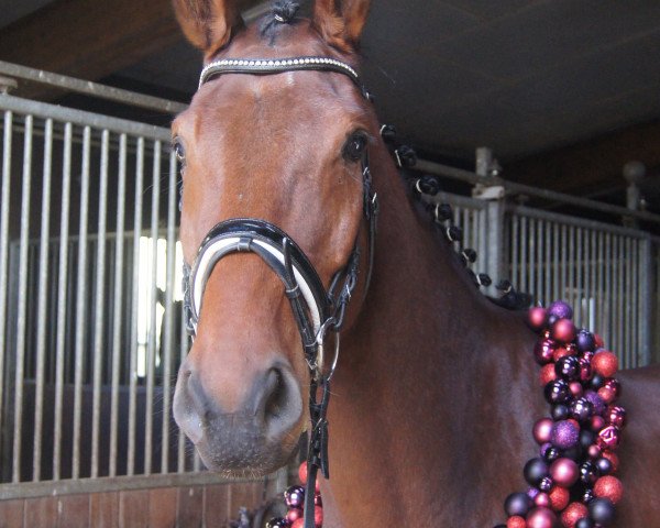 horse Florestan (German Sport Horse, 2016, from Cullinan du Borget B)
