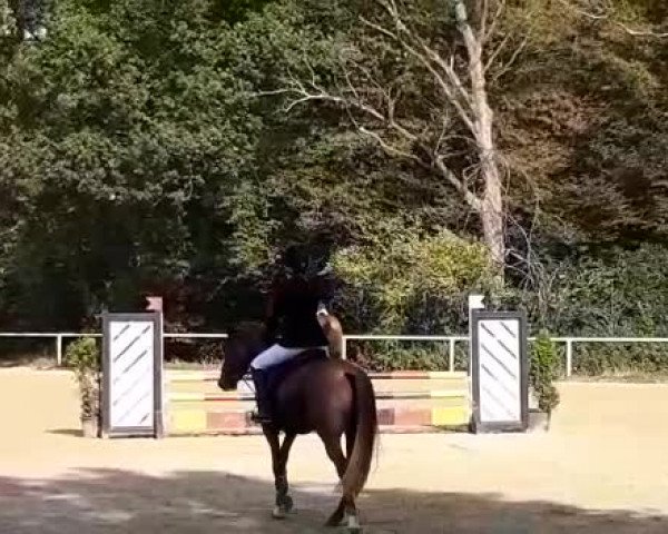 Video of Mailando