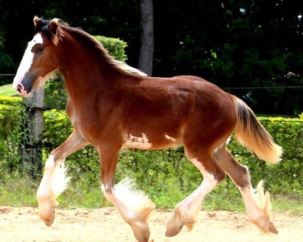 horse Sonhos Champ Monaco (Clydesdale, 2015, from KDJ's Benedict Champ)