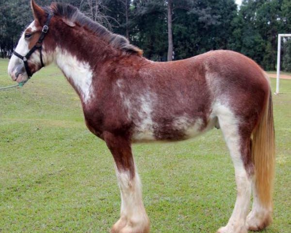 Pferd Sonhos Jupiter (Clydesdale, 2013, von KDJ's Benedict Champ)