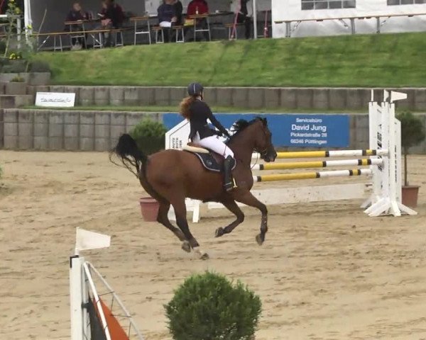 Reit- und Springturnier RSV Püttlingen 2014