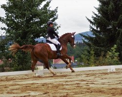 dressage horse Elblings Rubin (Sachs-door. Heavy Warmbl., 2008, from Element)