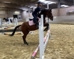 broodmare My Mandy T (German Riding Pony, 2014, from Mentos Charmeur)