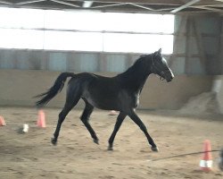 jumper Wyonetta (German Sport Horse, 2016, from Cassoulet)