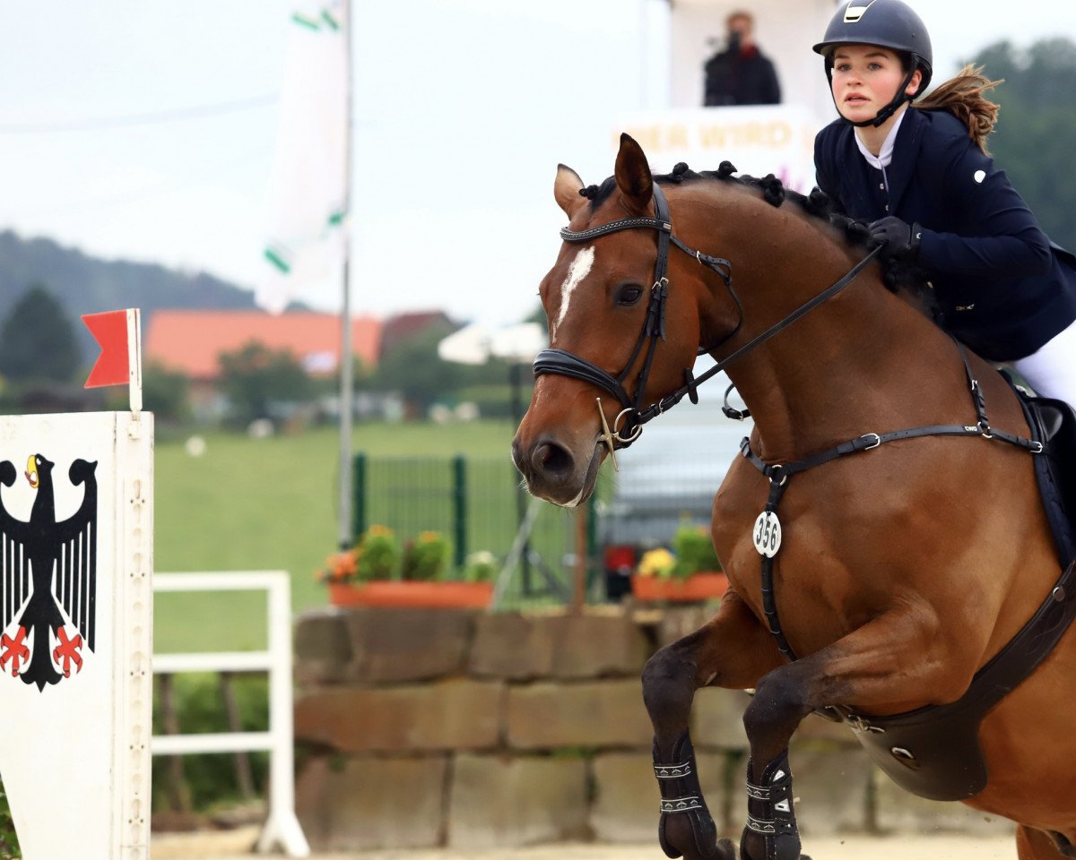 jumper Celesto (Oldenburg show jumper, 2009, from Colman)