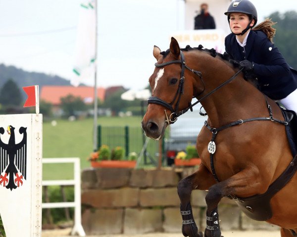 jumper Celesto (Oldenburg show jumper, 2009, from Colman)