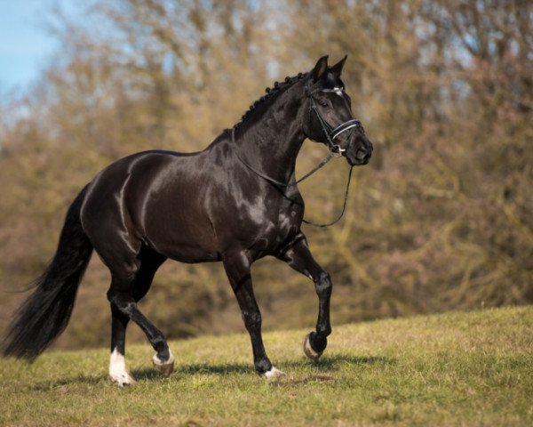 broodmare Latina Donna (Oldenburg, 2011, from Christ)