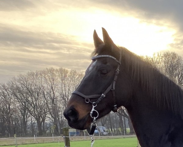 broodmare Lourdes II (Hanoverian, 2005, from Lauries Crusador xx)