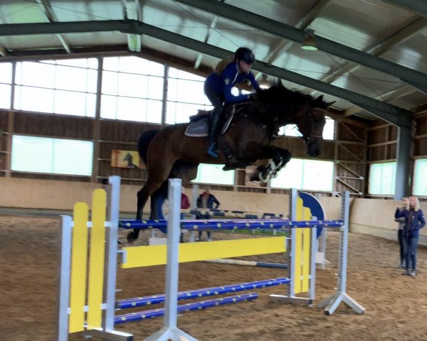 jumper Graduate Hbc (KWPN (Royal Dutch Sporthorse), 2011, from Cantos) jumper Graduate Hbc (KWPN (Royal Dutch Sporthorse), 2011, from Cantos)