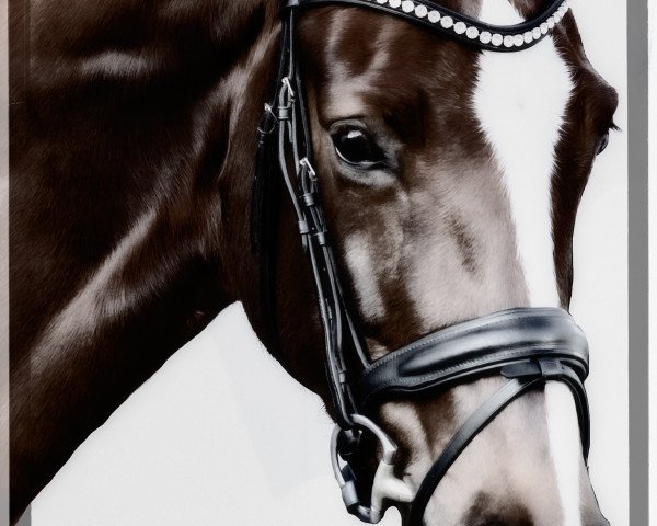 broodmare Fabulous Flora von Bellin (Danish Warmblood, 2014, from Marburg's Floricello OLD)