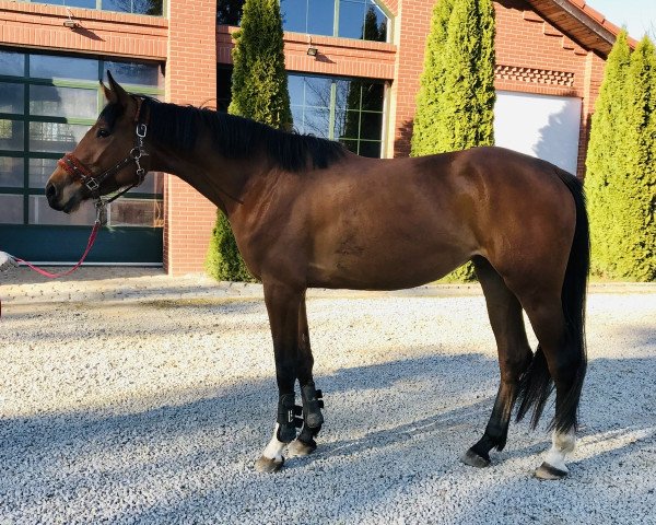 horse Emeraldine (Holsteiner, 2017, from Emerald van 't Ruytershof)