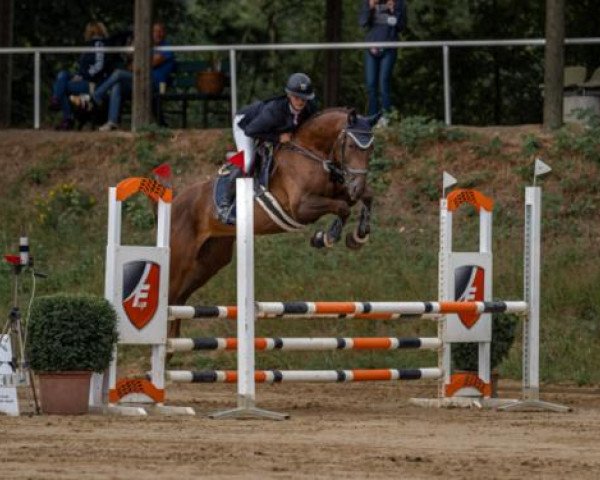 Springpferd Stella Von Castelen (Schweizer Warmblut, 2014, von Stolzenberg)