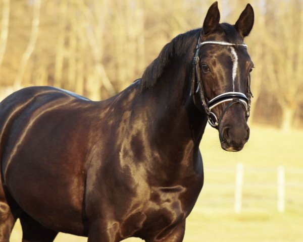Zuchtstute Royal Lady WE (Deutsches Reitpony, 2013, von Valido's Highlight)