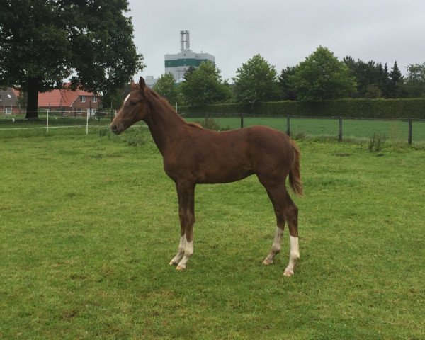 horse Fischer´s Fritz (Hanoverian, 2017, from Finnigan)