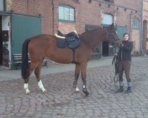 Pferd Naddel (Deutsches Sportpferd, 2012, von Nintendo K)