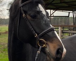 jumper Die Kleine Zita (Hanoverian, 2015, from Diacontinus)