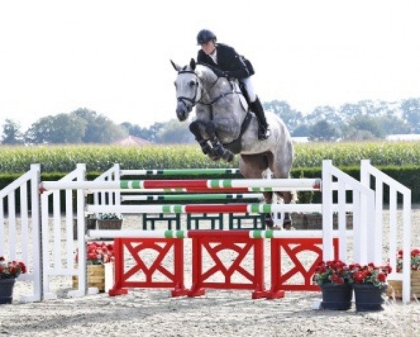 horse Lambada (Belgian Warmblood,  , from Malito de Reve)