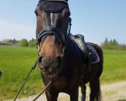 dressage horse Daylight 325 (Westphalian, 2015, from Daily Deal)