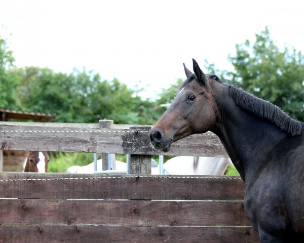 broodmare Tansania BS (Holsteiner, 2003, from Chambertin)
