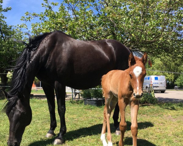 broodmare Hollywood 45 (Hanoverian, 2006, from Hochadel)