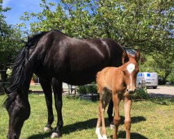 broodmare Hollywood 45 (Hanoverian, 2006, from Hochadel)