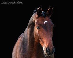 dressage horse Hofglanz 3 (Hanoverian, 2007, from Hofrat)