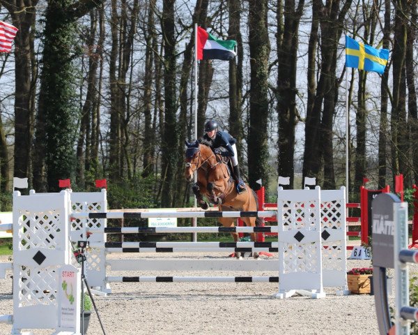 jumper Cornfield (Oldenburg, 2009, from Cornet's Prinz)
