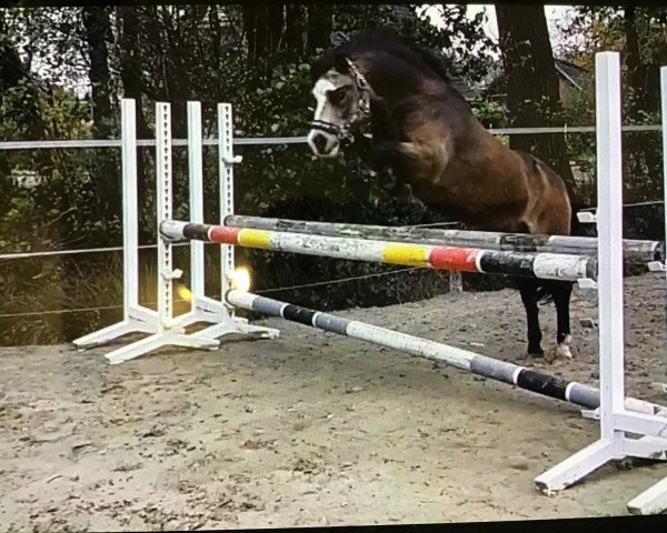 dressage horse Leybuchts Connor (Welsh mountain pony (SEK.A), 2011, from Dyfed Caled)