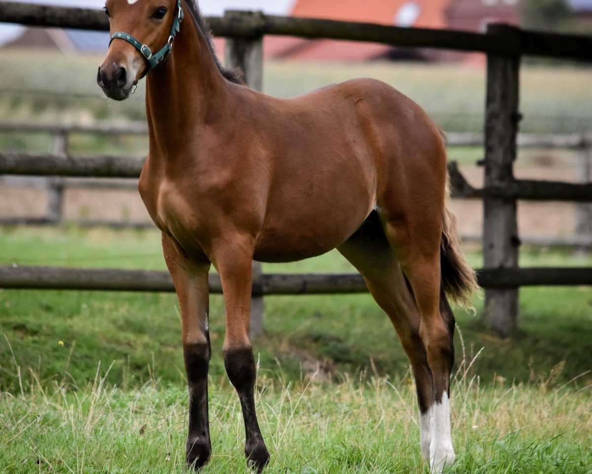horse Dreamcatcher L (German Riding Pony, 2020, from FS Don Juan de Luxe)
