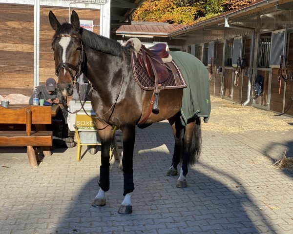 Springpferd Happy Zaura (KWPN (Niederländisches Warmblut), 2012, von Zacharov Tn)