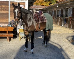 jumper Happy Zaura (KWPN (Royal Dutch Sporthorse), 2012, from Zacharov Tn)