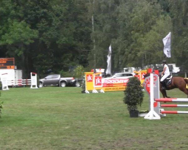 Dressur- und Springturnier Rheine-Wadelheim 2014