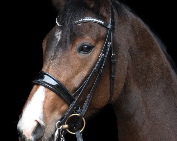 dressage horse Fillmore H (Oldenburg, 2012, from Foundation 2)