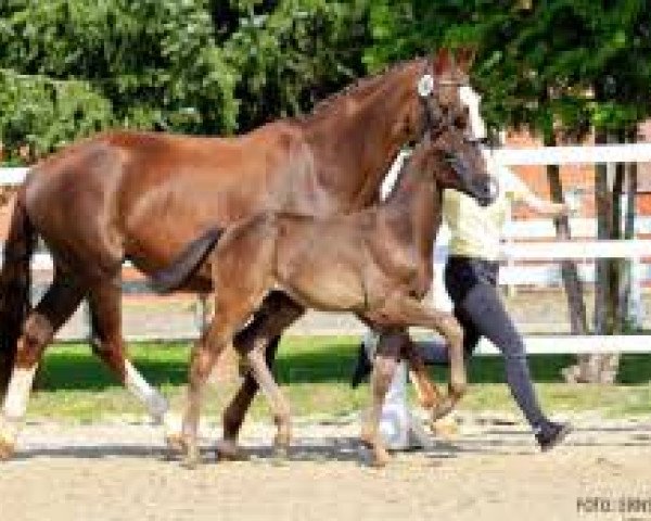 horse Monte Negro (Hanoverian, 2020, from Maracana)