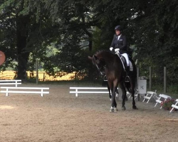Dressur- und Springturnier Rheine-Wadelheim 2014