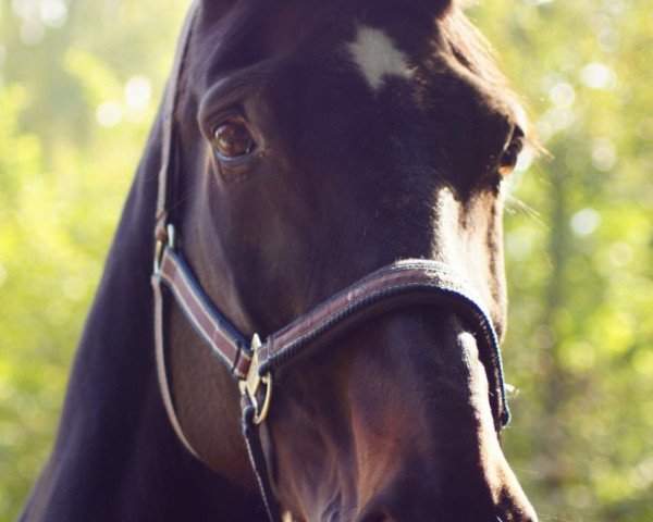 broodmare Ronja (Hanoverian, 1995, from Rabino)