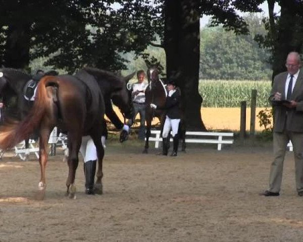 Dressur- und Springturnier Rheine-Wadelheim 2014