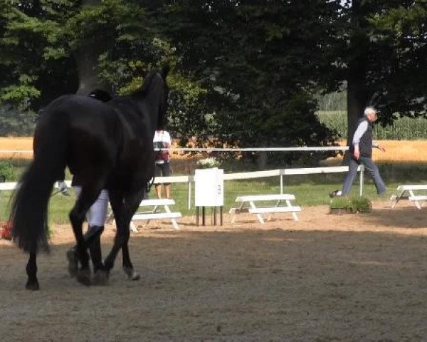 Dressur- und Springturnier Rheine-Wadelheim 2014