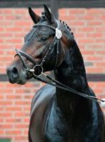 horse Bellino 23 (Oldenburg show jumper, 2015, from Bellini Royal)