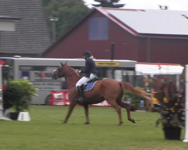 Dressur- und Springturnier Rheine-Wadelheim 2014