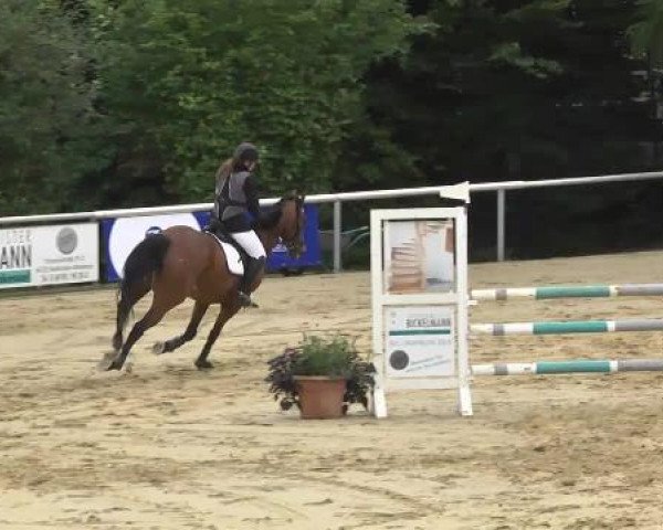 Reit- und Springturnier RSV Püttlingen 2014