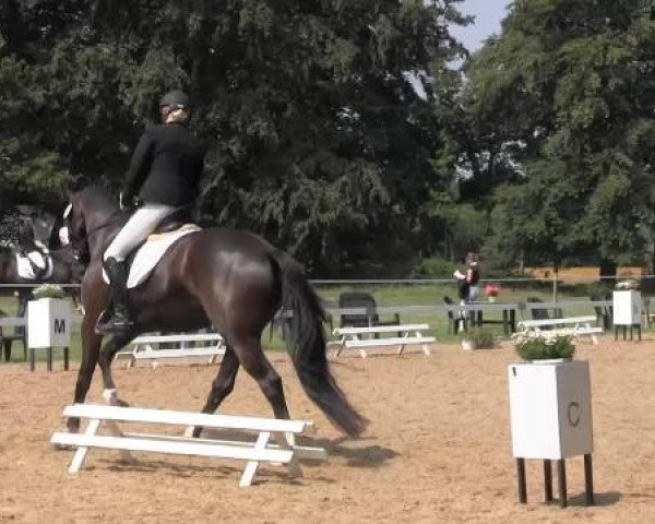Dressur- und Springturnier Rheine-Wadelheim 2014