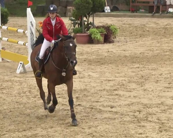 Reit- und Springturnier RSV Püttlingen 2014