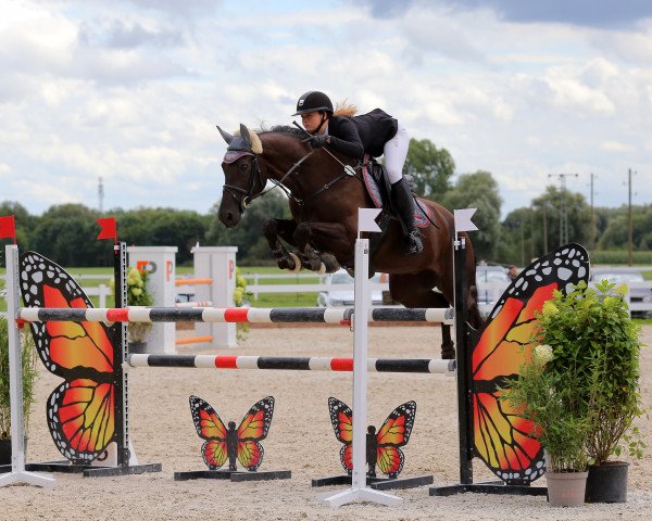 Springpferd Fuego (KWPN (Niederländisches Warmblut), 2010, von Michael)