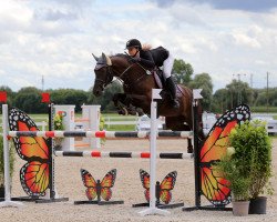 Springpferd Fuego (KWPN (Niederländisches Warmblut), 2010, von Michael)