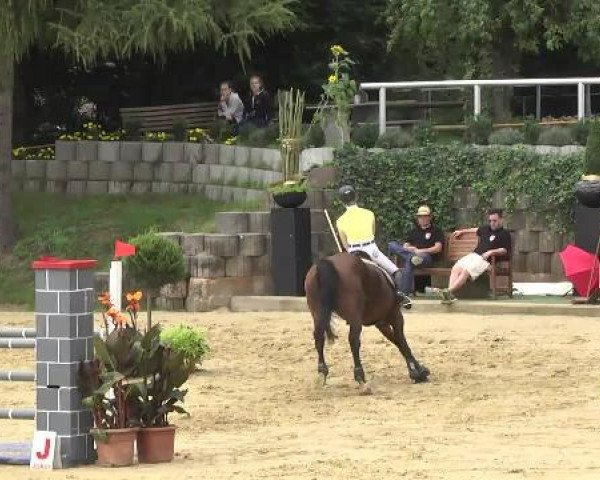 Reit- und Springturnier RSV Püttlingen 2014