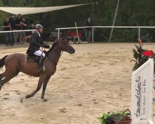 Reit- und Springturnier RSV Püttlingen 2014
