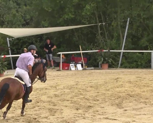 Reit- und Springturnier RSV Püttlingen 2014